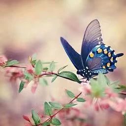 梁祝死后为什么要化蝶，而不是化为其他动物？