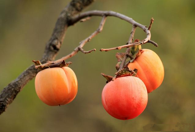 秋冬时节吃柿子的功效及注意事项