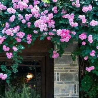满架蔷薇一院香。八月，在诗词里邂逅最美的蔷薇花！