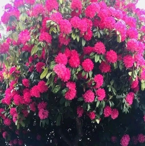 养了130年的杜鹃花，被誉为“全世界最美的杜鹃花”