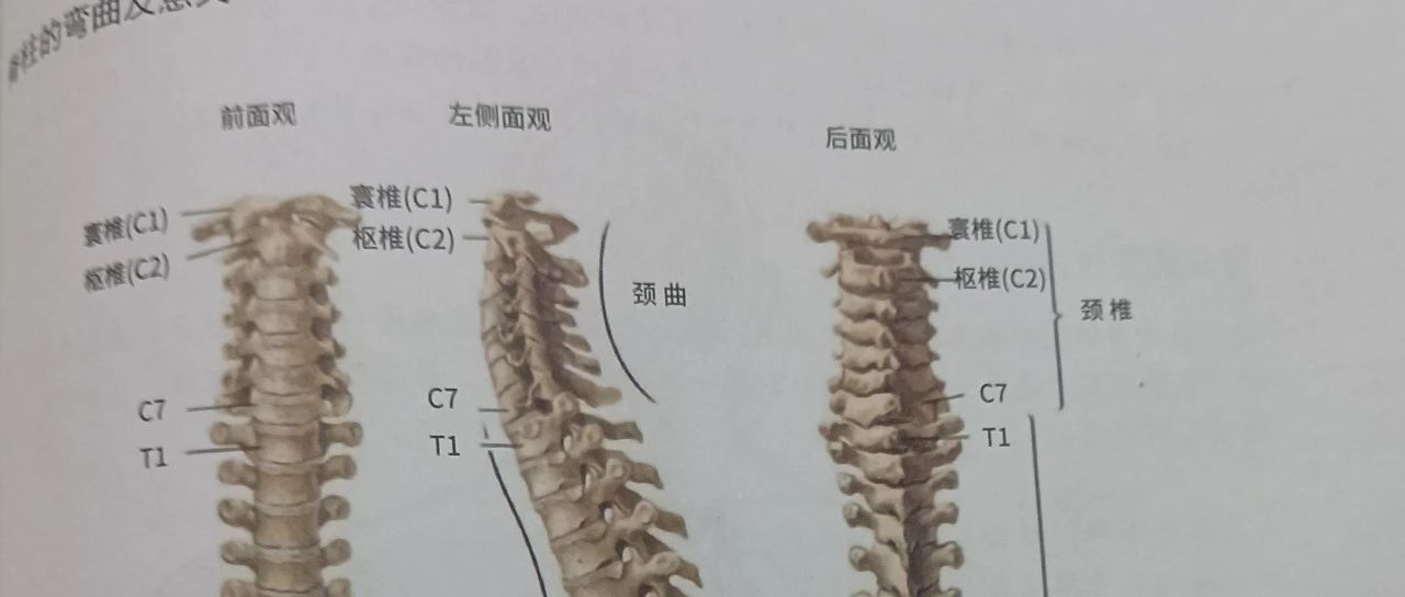 重视脊柱颈椎健康！少跷二郎腿（文末有保养脊柱方法）。