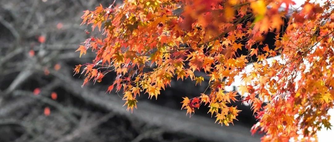 这30个关于秋的成语，原来都出自诗词， 你都知道哪些？