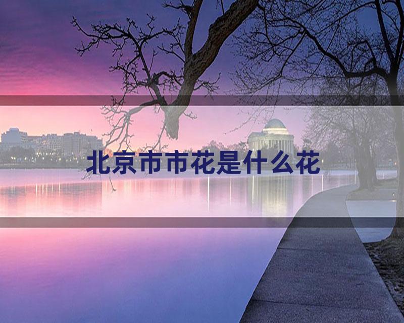 北京市市花是什么花