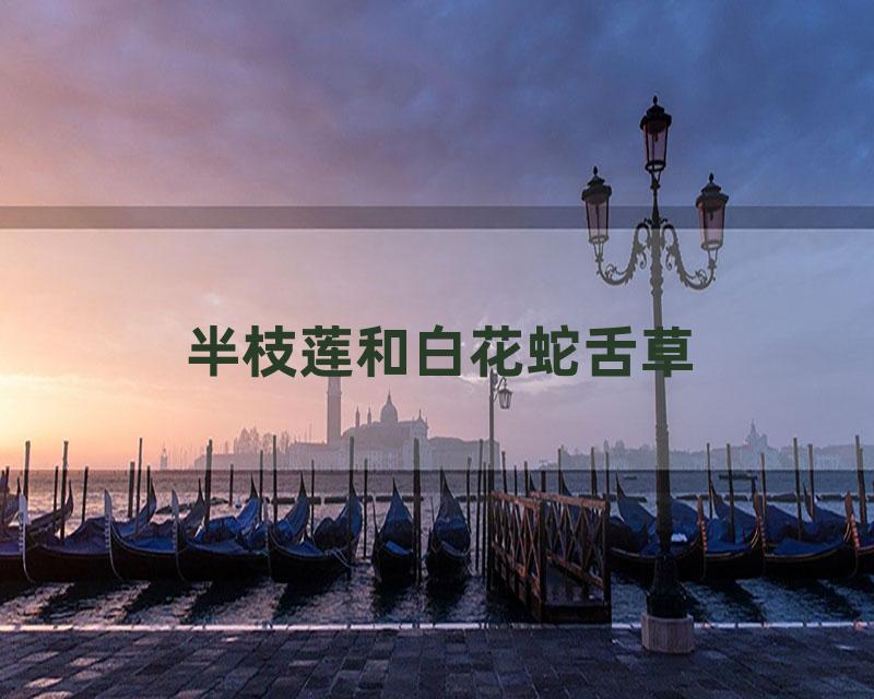 半枝莲和白花蛇舌草