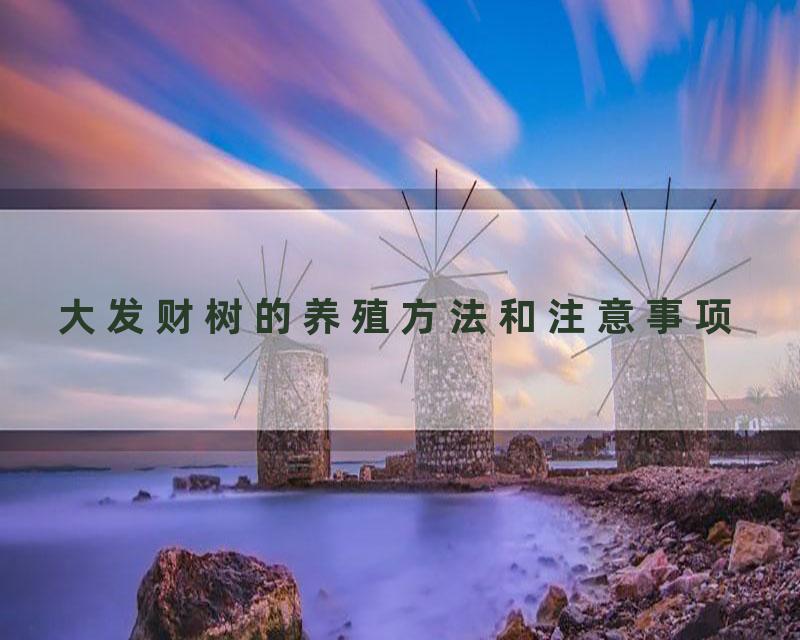 大发财树的养殖方法和注意事项