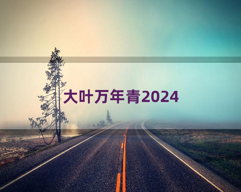 大叶万年青2024