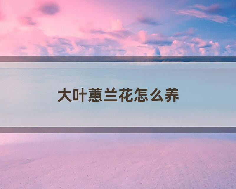 大叶蕙兰花怎么养