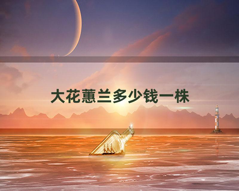 大花蕙兰多少钱一株