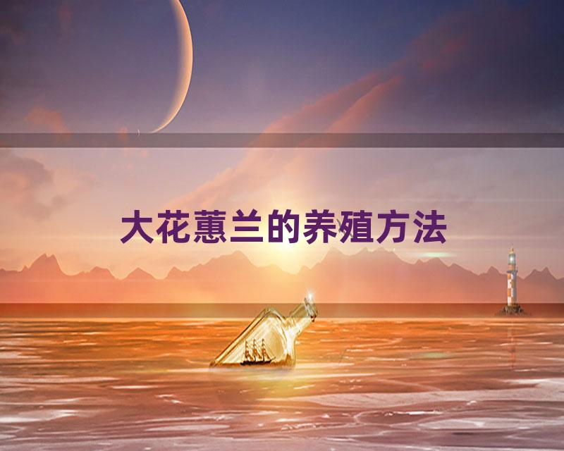 大花蕙兰的养殖方法