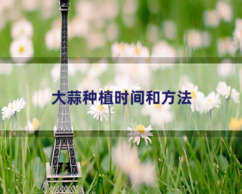 大蒜种植时间和方法