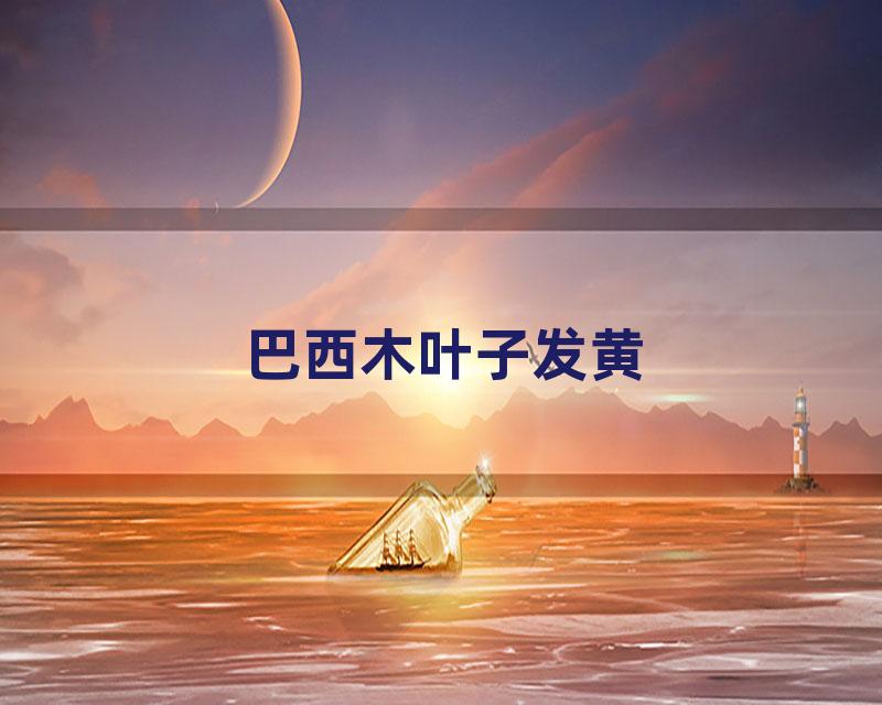 巴西木叶子发黄