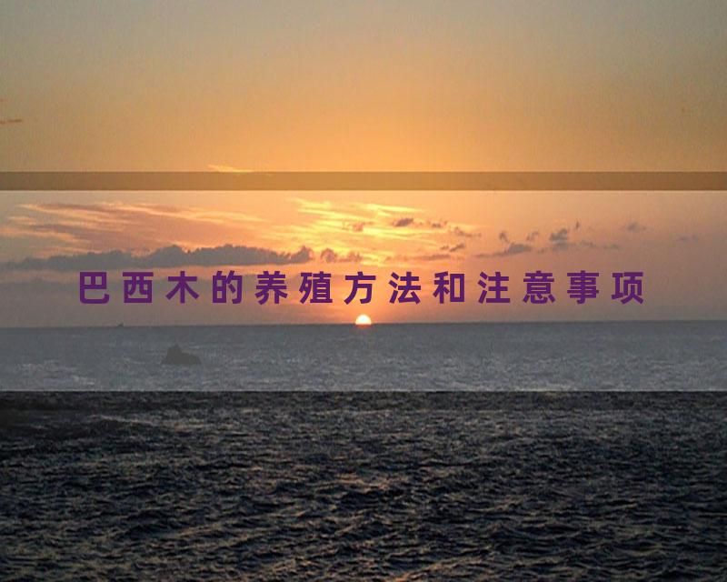 巴西木的养殖方法和注意事项