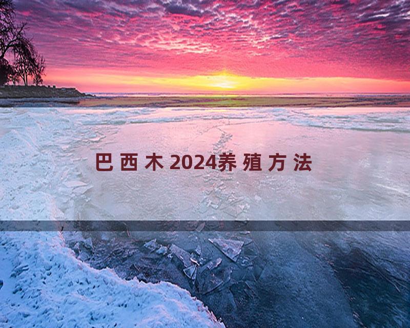巴西木2024养殖方法