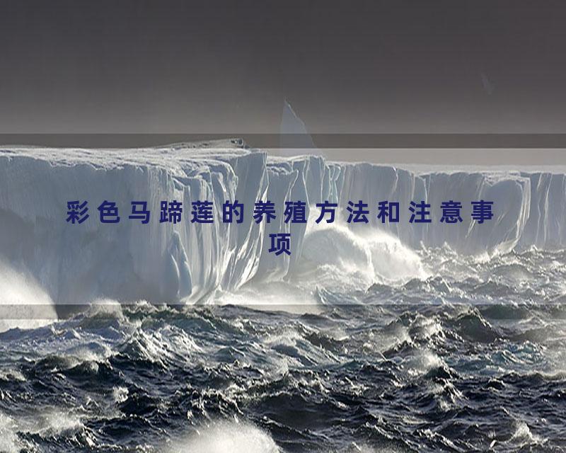 彩色马蹄莲的养殖方法和注意事项