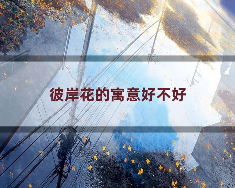 彼岸花的寓意好不好