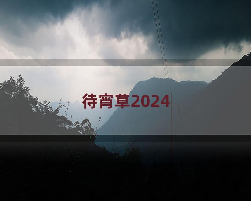 待宵草2024