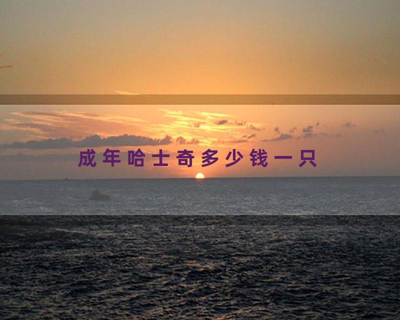 成年哈士奇多少钱一只