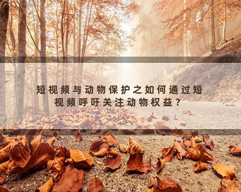 短视频与动物保护之如何通过短视频呼吁关注动物权益？