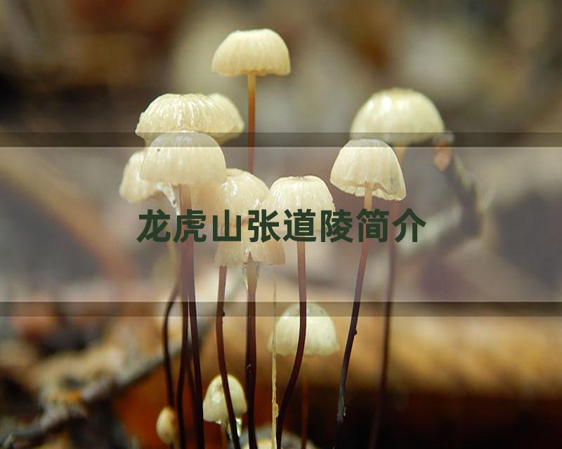 龙虎山张道陵简介