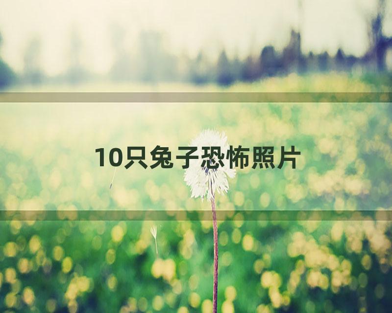 10只兔子恐怖照片