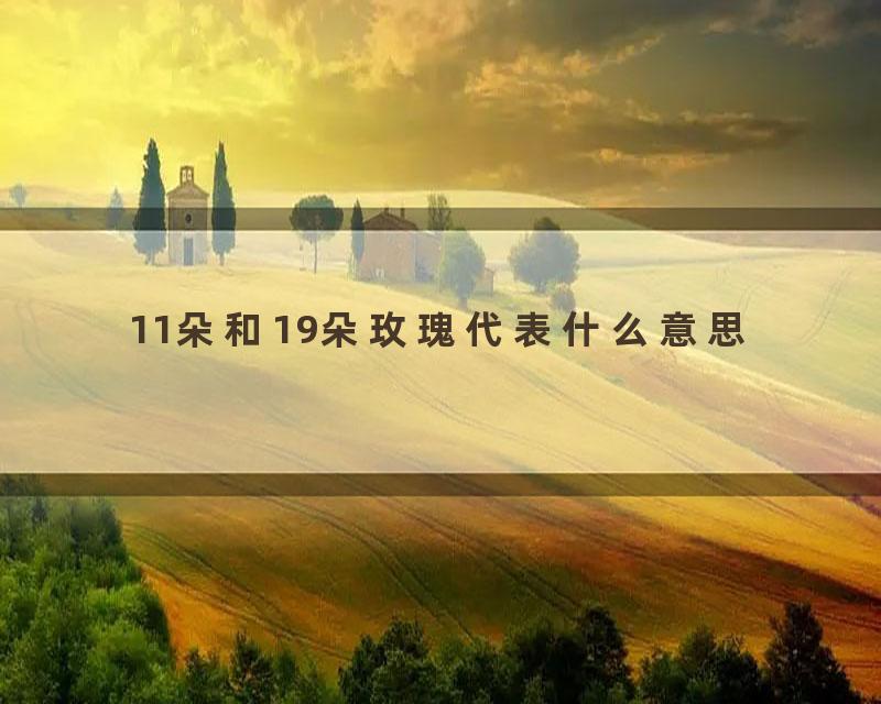 11朵和19朵玫瑰代表什么意思