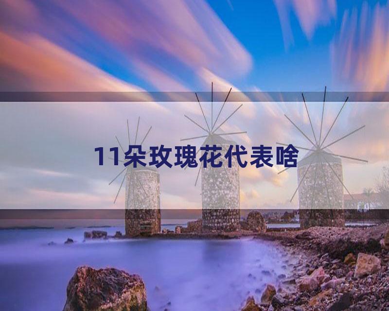 11朵玫瑰花代表啥