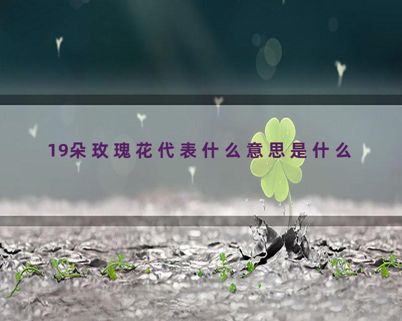 19朵玫瑰花代表什么意思是什么