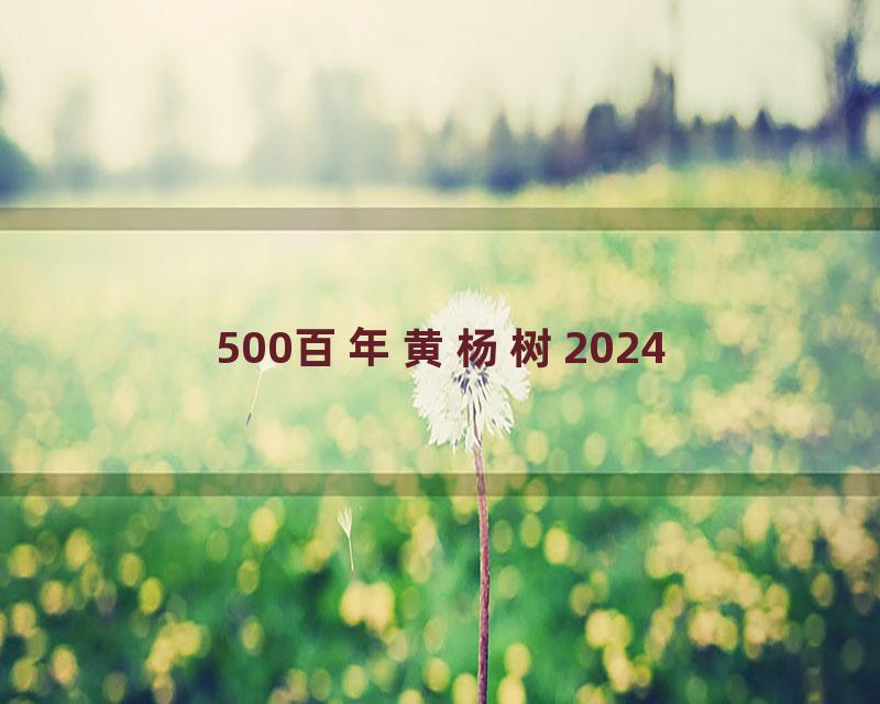 500百年黄杨树2024