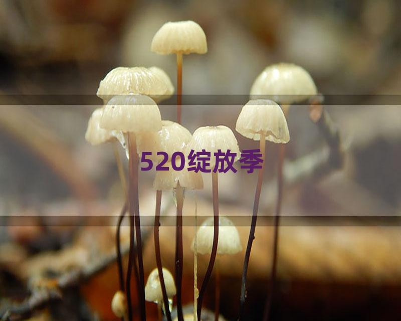 520绽放季